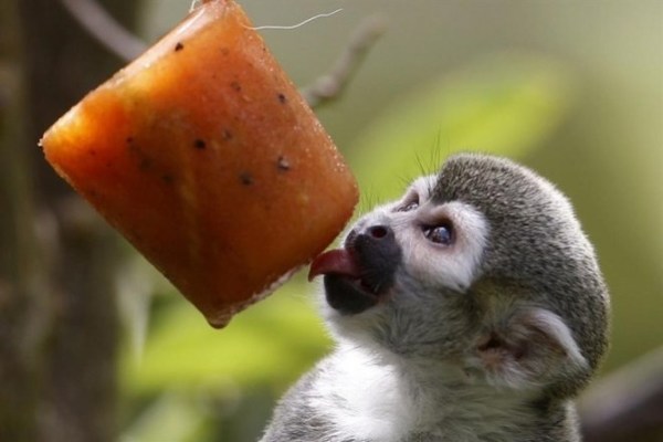 Animales del zoológico de Medellín reciben helados para mitigar el calor » Ñanduti