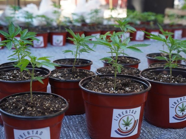 Crece el interés de cultivar marihuana en la propia casa
