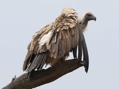 Más de 50 buitres en peligro de extinción mueren envenenados