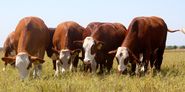 Paraguay proyecta vacunar a 14 millones de animales durante campaña antiaftosa