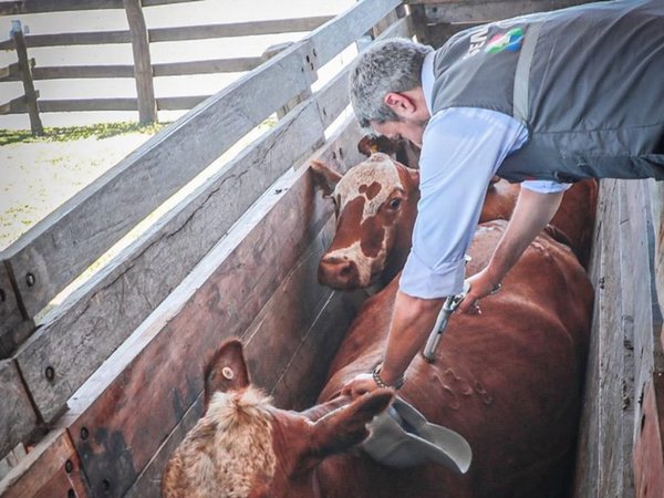 Marito vacunó a las vacas en el Chaco