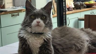 Mujer gastó USD 26.000 en un juicio contra su vecina para ver quien se quedaba con un gato