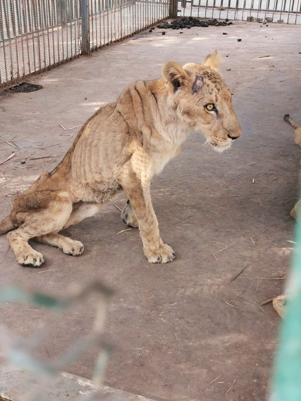 Impactantes fotos de leones gravemente desnutridos en zoológico de Sudán