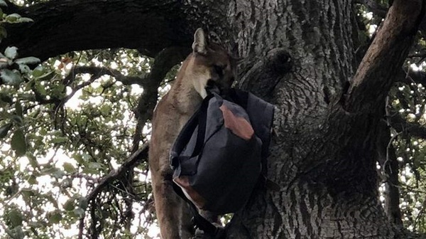 Niño de 3 años sobrevive a ataque de puma en el sur de California » Ñanduti