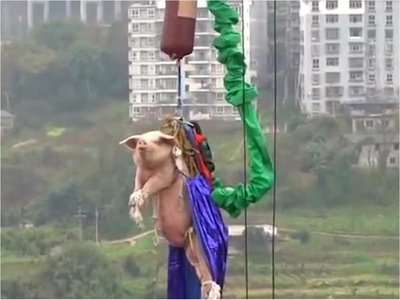 Arrojan cerdo vestido de superhéroe en un parque de diversión en China