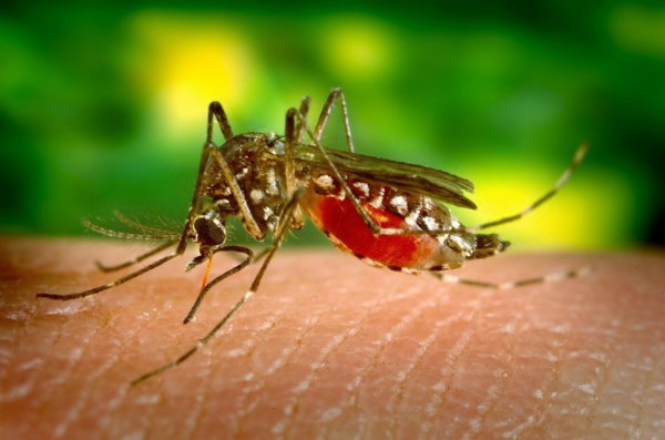 Villarrica: Declaran emergencia ambiental para combatir el dengue