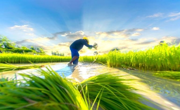 HOY / La exportación de arroz pegó un salto en la última década