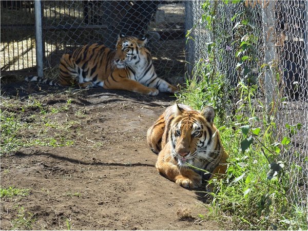 Rescatan a 12 tigres y 5 leones tras sufrir años de abusos en circos