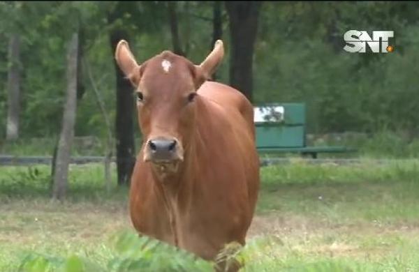 Toro suelto en el Parque Ñu Guasú - SNT