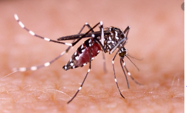 ¿Cómo diferenciar el dengue y la influenza? » Ñanduti