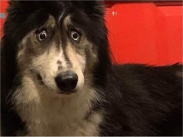 Jubilee, la husky siberiana que conmovió las redes con su final feliz