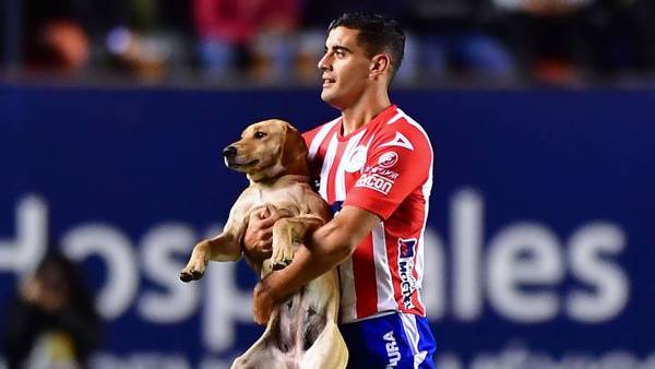 “Tunita”, la perrita que ingresó a la cancha es el nuevo refuerzo del San Luis