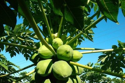Botánica defiende el uso de la hoja del mamón como paliativo contra el dengue