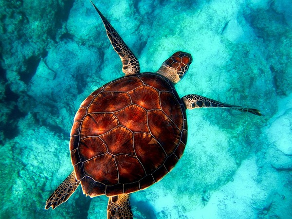 La isla sostenible que enamora en Brasil