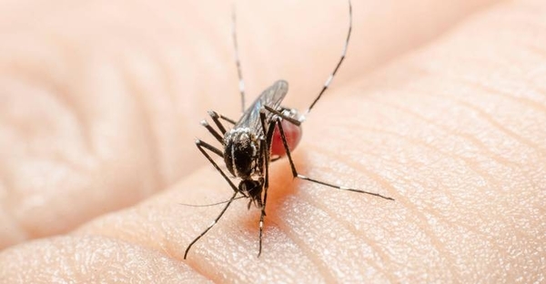HOY / Mitos y verdades al temido mosquito: ni vinagre, ni vitamina B son repelentes, asegura Salud