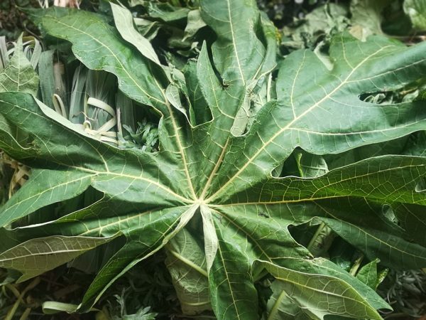 Hoja de mamón, furor de ventas en el Paseo de los Yuyos