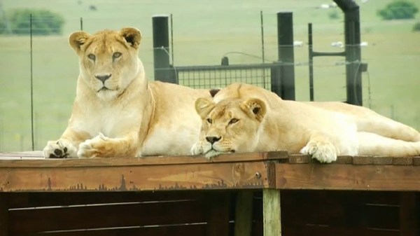 Llevan a Sudáfrica a 12 tigres y 5 leones rescatados de circos de Guatemala