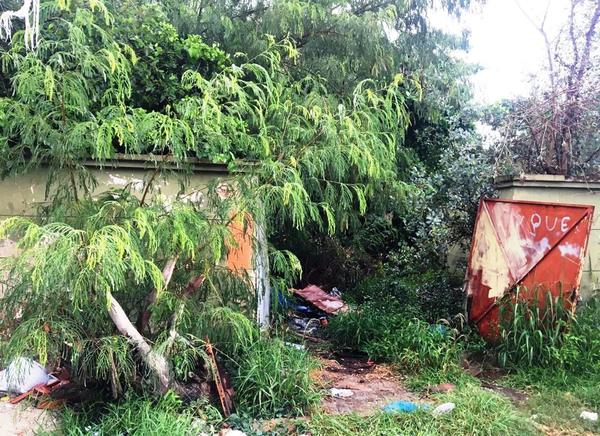 Una “selva” en pleno Cuarto Barrio •