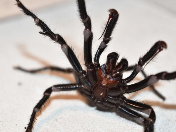 Australia se encuentra en alerta por arañas mortales