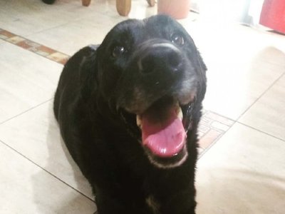 Así vive Nala, la perra de Emiliano Sala