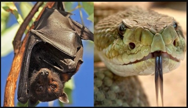 El coronavirus que preocupa al mundo pudo haberse originado en murciélagos o serpientes - ADN Paraguayo