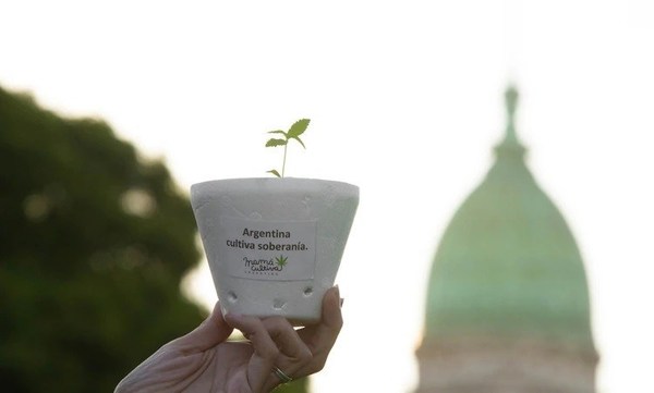 Argentina: Gobierno proyecta despenalizar la tenencia y el autocultivo de cannabis