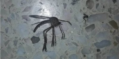 El mosquito "mutante" del que todos hablan | Noticias Paraguay