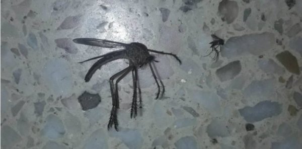 El mosquito "mutante" del que todos hablan | Noticias Paraguay