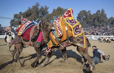 La lucha de camellos, una pasión turca - Viajes - ABC Color