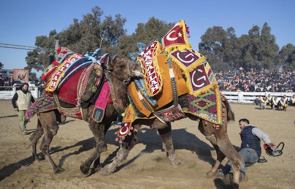 La lucha de camellos, una pasión turca - Viajes - ABC Color