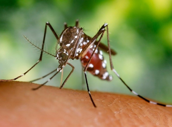 Dengue: 'Lastimosamente nuestro país se mueve cuando la enfermedad nos toca en la puerta', Dr. Guillermo Sequera
