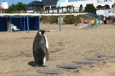Argentina: Sorpresiva aparición de un pingüino en plena playa de Miramar