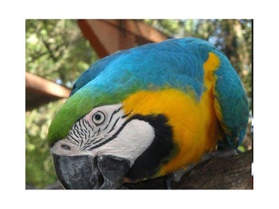 Roban dos ejemplares de papagayo del Jardín Botánico