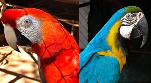 HOY / Roban dos guacamayos del Jardín Botánico: no descartan que aves terminen en el mercado negro