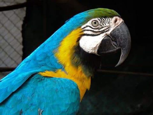 Papagayos “Rafa" y “Luque” fueron robados del Jardín Botánico
