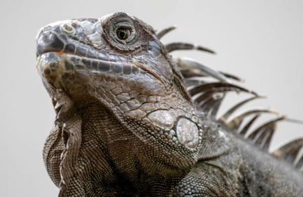 Ola de frío en Miami: advierten que pueden caer iguanas congeladas de los árboles - SNT