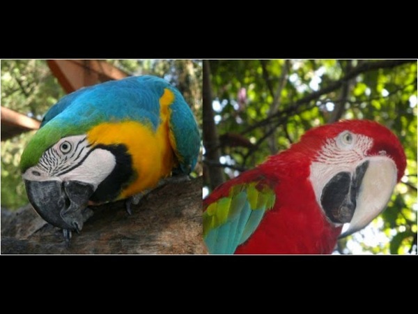 ROBAN DOS EJEMPLARES DE PAPAGAYO DEL JARDÍN BOTÁNICO DE ASUNCIÓN