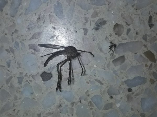 Un mosquito gigante despierta temor en Córdoba