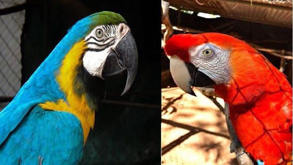 Roban dos papagayos del Zoológico de Asunción » Ñanduti