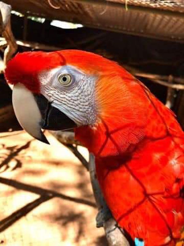 Roban dos guacamayos del Jardín Botánico y Zoológico de Asunción.