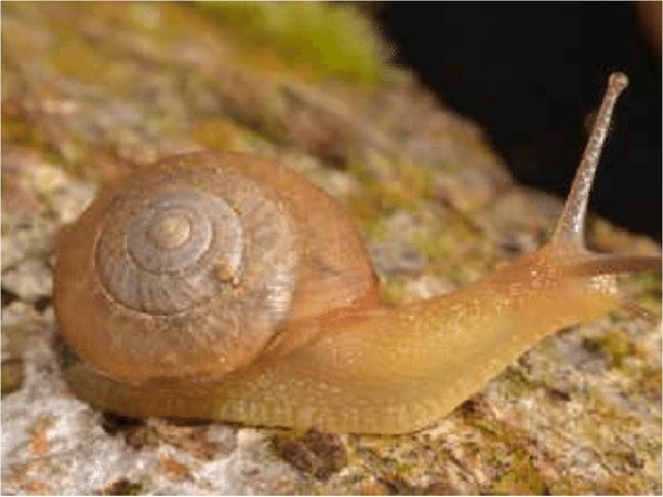Encuentran un caracol que podría ayudar a combatir la plaga del café