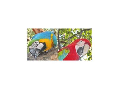 Nuevo robo  de papagayos  de su jaula en  Zoo de Asunción