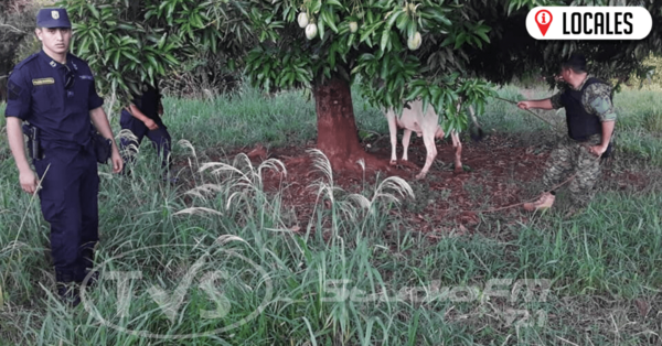 Efectivos Policiales lograron recuperar animal vacuno de un supuesto hecho de abigeato