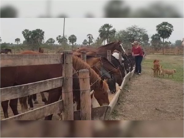 Maris Llorens y su devoción por los caballos: 2000 rescates en 9 años
