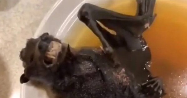 Mujer come una sopa de murciélago que pudo haber originado el coronavirus en China » Ñanduti