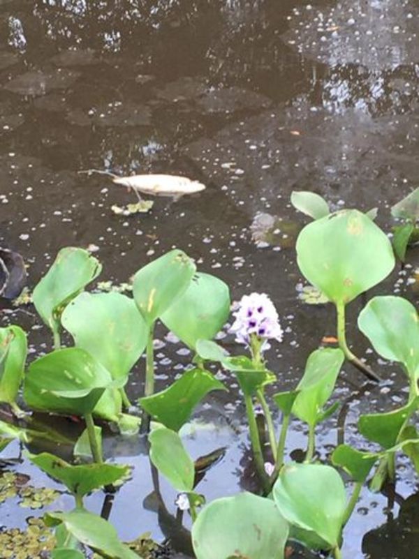 Pescadores denuncian mortandad de peces en Carapeguá