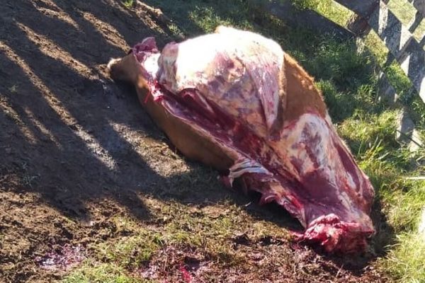 Quejas por ola de abigeato en Minga Guazú