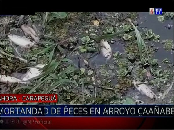 Registran mortandad de peces en Carapeguá