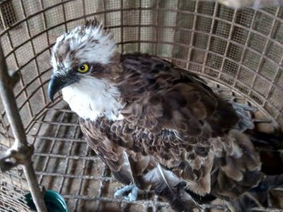 Águila vuela casi 7.000 kilómetros desde Finlandia hasta Kenia