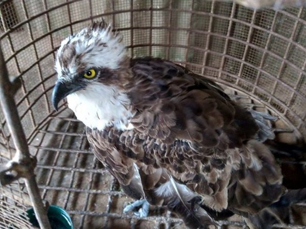 Águila vuela casi 7.000 kilómetros desde Finlandia hasta Kenia